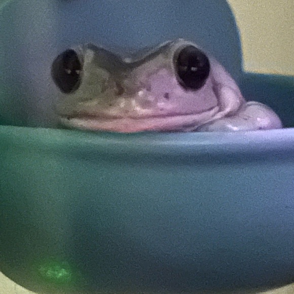 Meet your Posher, Crunchy - Picture 1 of 1